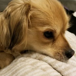 Meet your Posher, Frankie